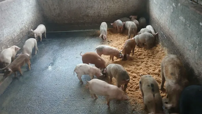 Leitões