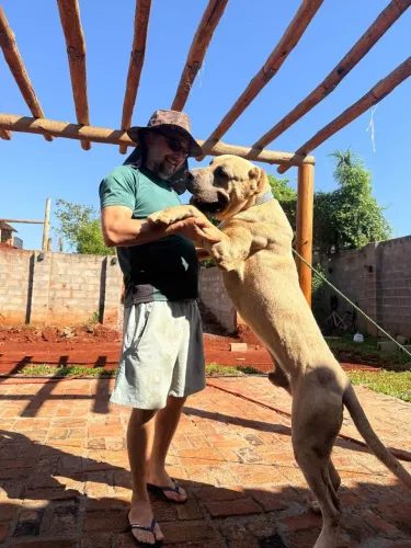 Cane corso