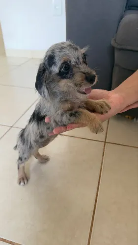Dacshund Pelo Longo Fêmea Mofada (Cofap, Salchicha)