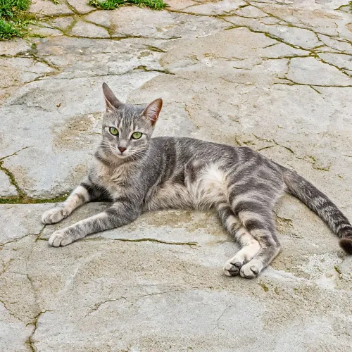 Gatinha disponível para adoção responsável!!