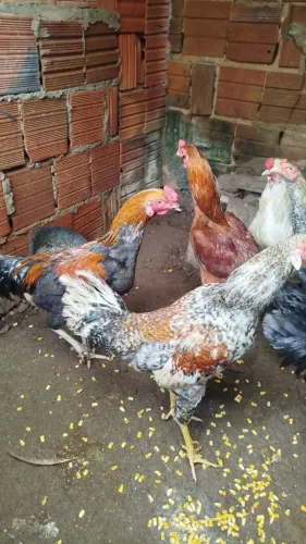 Galos e galinhas 