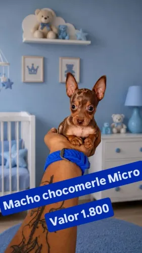 Pinscher macho micro zero