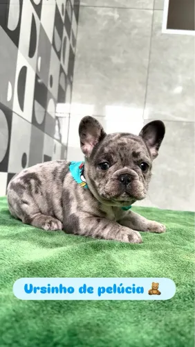 Bulldogue francês 