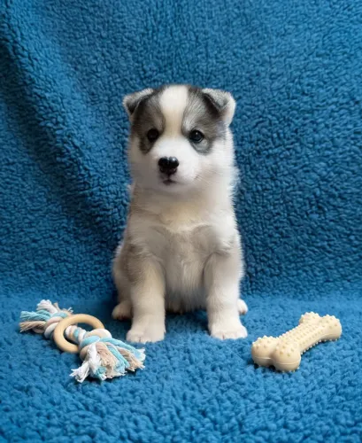 Filhotes de Husky Wooly - Cinza, Preto, Agouti e Mostly Black