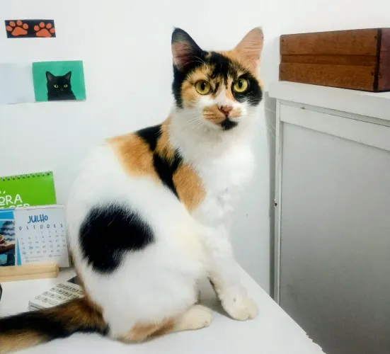 Linda gatinha tricolor para adoção responsável.