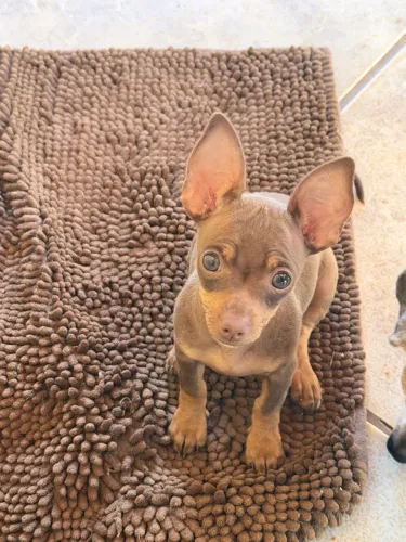 Pinscher zero machinho filhote chocolate dos olhos claros