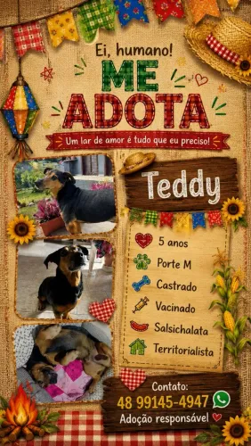 Adoção de cachorro - Teddy