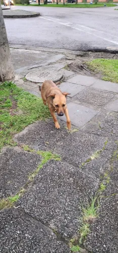 DOAÇÃO CACHORRINHA FILHOTE