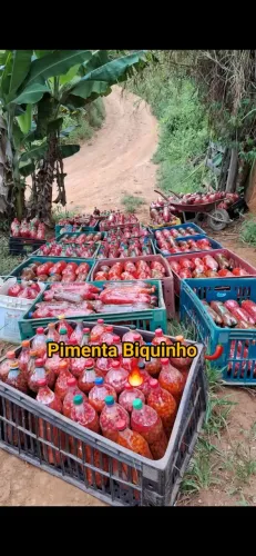 Vendemos Pimenta Biquinho (em grande quantidade)