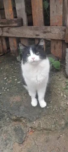 Gatos castrados para doação 