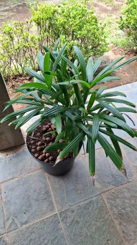 Palmeira Ráfia