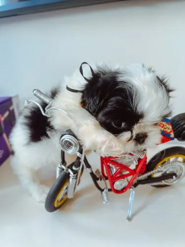 Shitzu filhotes de alto padrão genético 