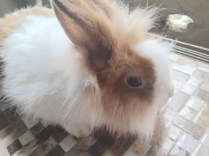Coelhos ? lion head