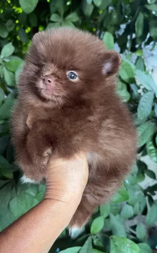 Lulu da Pomerânia macho chocolate