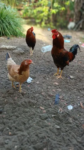 Galo ih galinh(a)