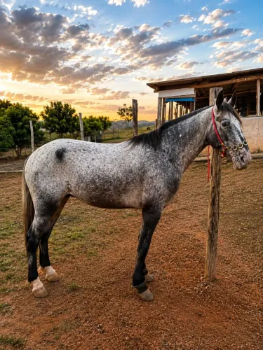 Cavalo apalusa esquipador