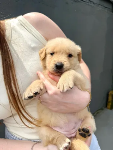 Golden Retriever