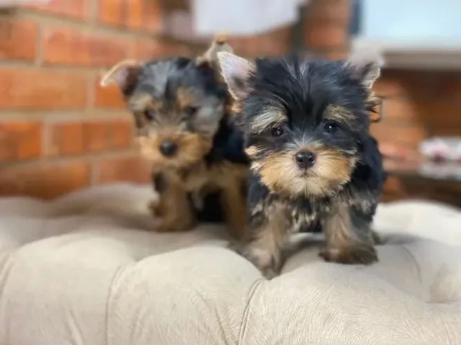 Yorkshire Terrier,Yorkshire Terrier Filhote Disponível Entrega Facilitada