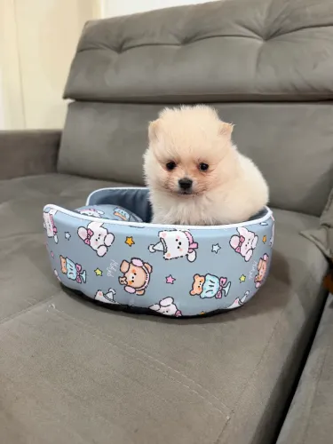 Lulu Pomerania machinhos 