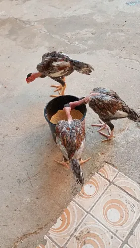 Vende esse franguinho da raça Moura