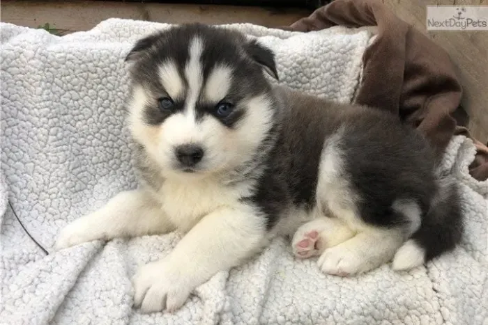 Filhotes de Husky Siberiano | Sempre trazendo sorrisos.