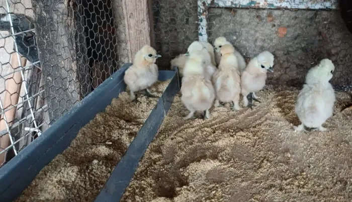 Pintinhos de sedosa do Japão