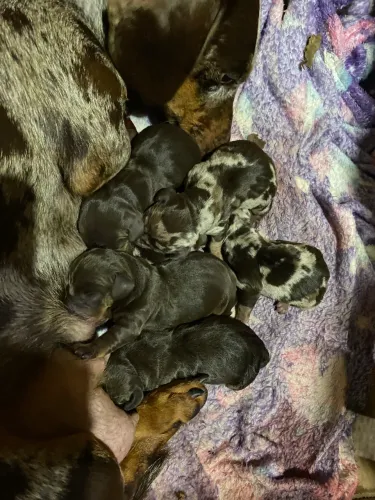 Filhotes de Dashund (Salsicha) para reserva 