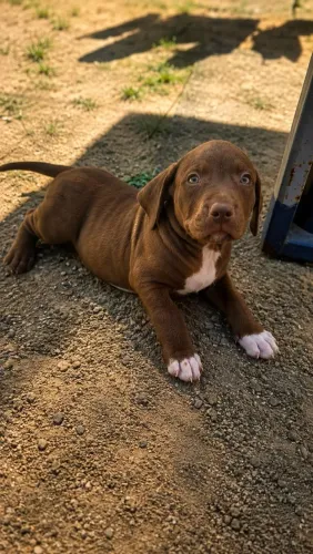 Filhote de Pitbull 