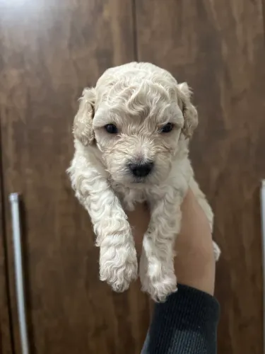 Poodle toy fêmea 