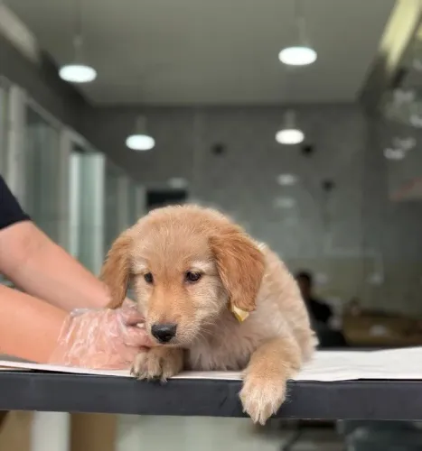 Golden Retriever | Sociável, Inteligente e Cheio de Charme