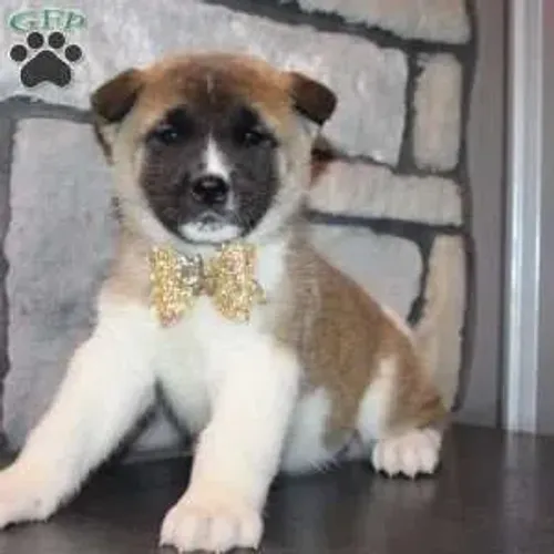 Akita disponível hoje - raça forte e linda