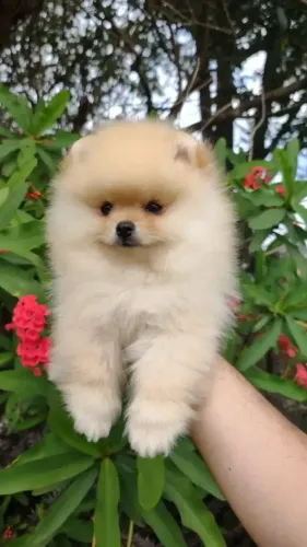 cachorro