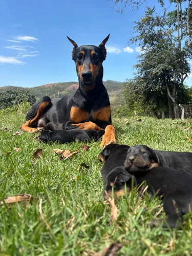 Dobermann filhote nasc. 17/09