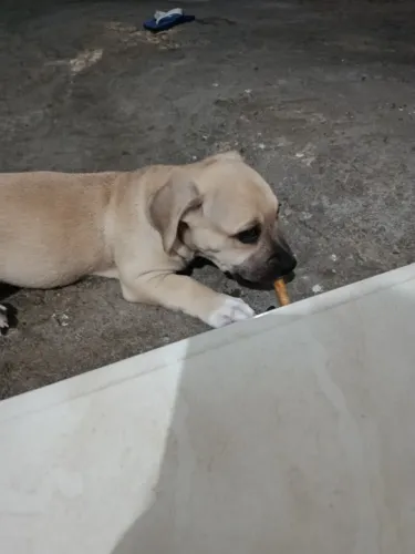 Filhotes pitbull