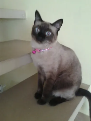 Doa se cachorro e gato urgente 