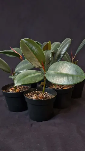 Ficus Elástica Burgundy - planta para interior/exterior