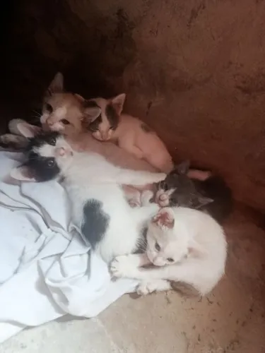 Doação de gato filhote