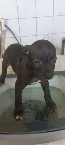 Filhote de pitbull macho 