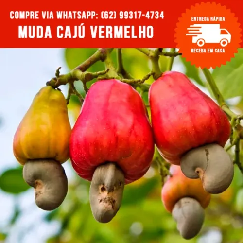 Muda de Caju Comum Vermelho