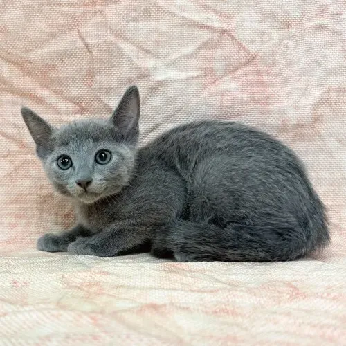 Gato Russian Blue de excelente padrão