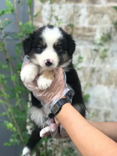 Border Collie Entregamos em todo o Brasil, temos todas as raças.