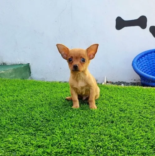 Pinscher -Linhagem miniatura com pedigree 