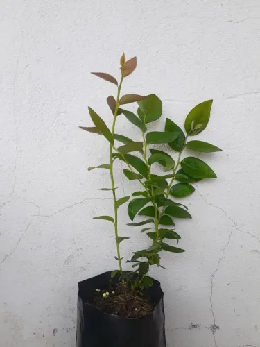 Muda de Mirtilo - Produção de Frutos Frescos!