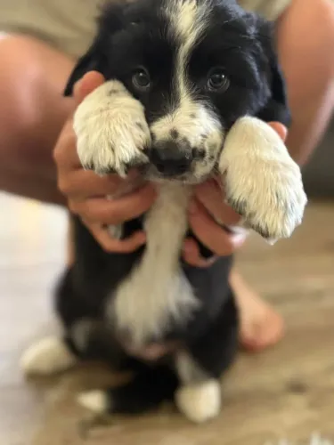 Filhotes de Border Collie | Filhotinho super esperto!