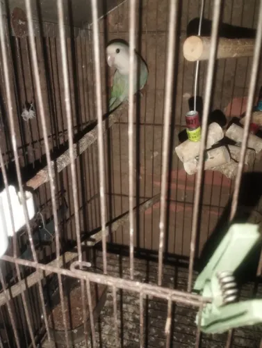 Gaiola para pássaros