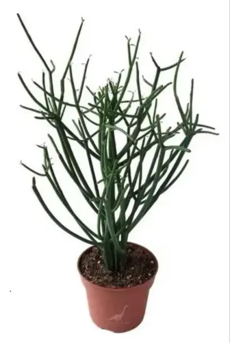 Aveloz Medicinal (trata a Próstata) - Muda (30 a 50cm) ou Pé (1,5m)