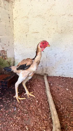Galinhas Indio gigante