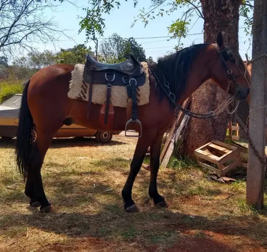 Cavalo mangalarga marchador Manso para criança 