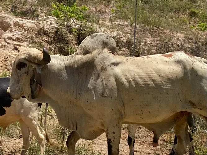 Vende-se Boi, vacas e bezerros gir e outros