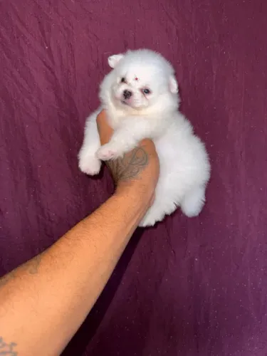 Filhote de Spitz Alemão fêmea Clarinha mini 